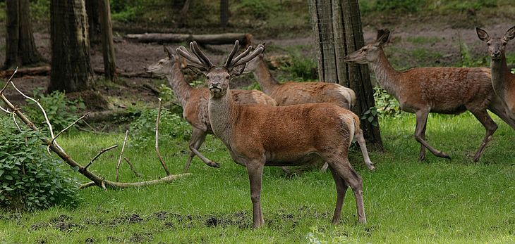 Rotwild im Gehege