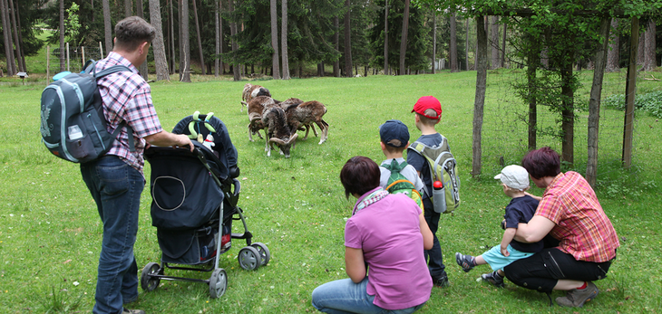 Tiere, Park, Kinder, Wildgehege