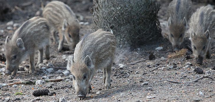 Wildschwein Familie