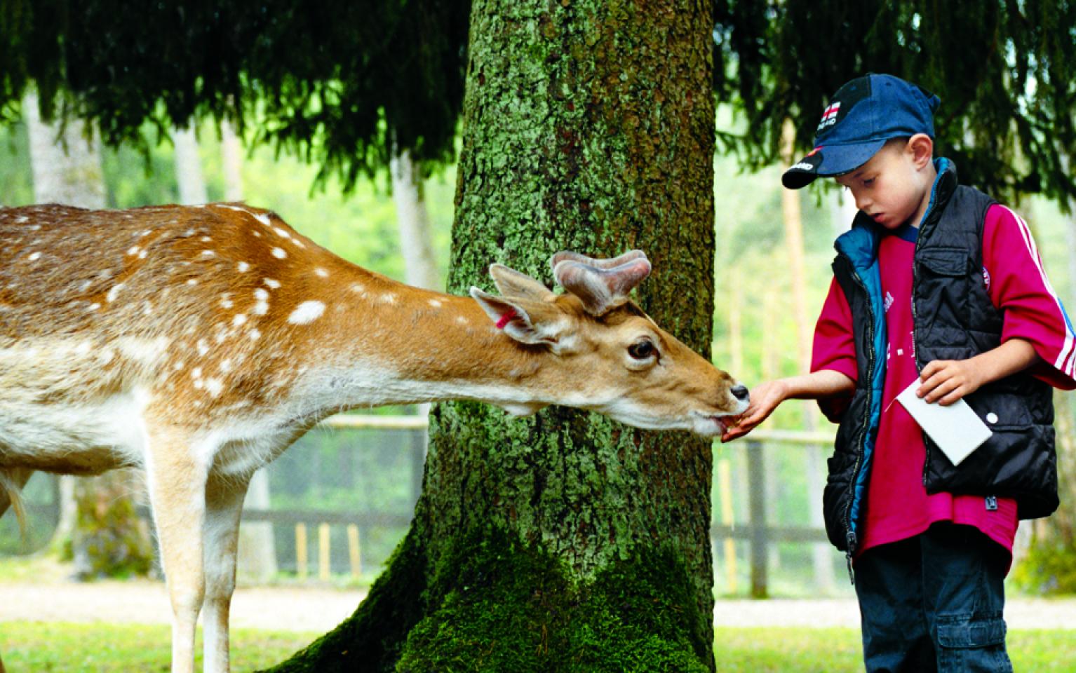 Reh mit Besucher