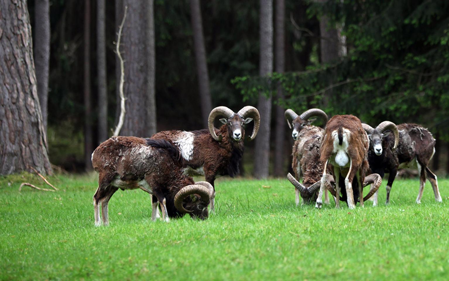 Mufflons auf einer Wiese