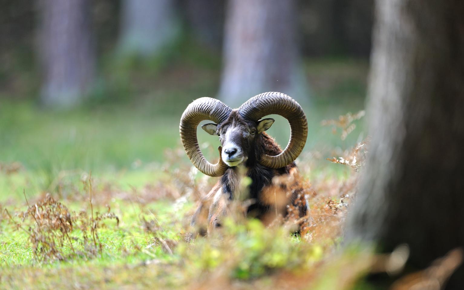 Wildtier in der Wiese