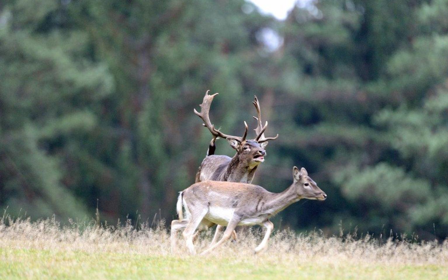 Wildtiere am Gelände